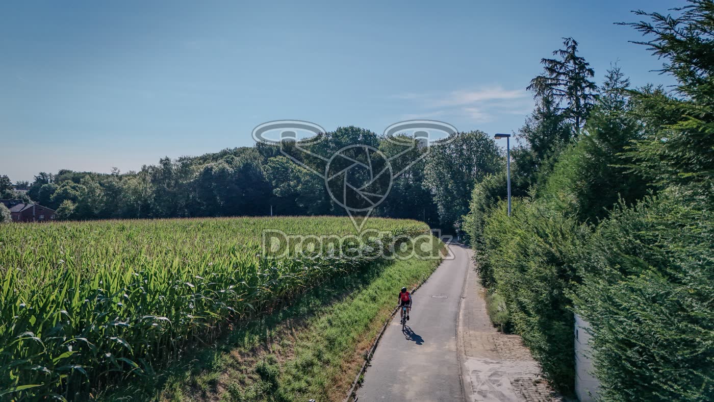 Maisveld langs landelijk fietspad