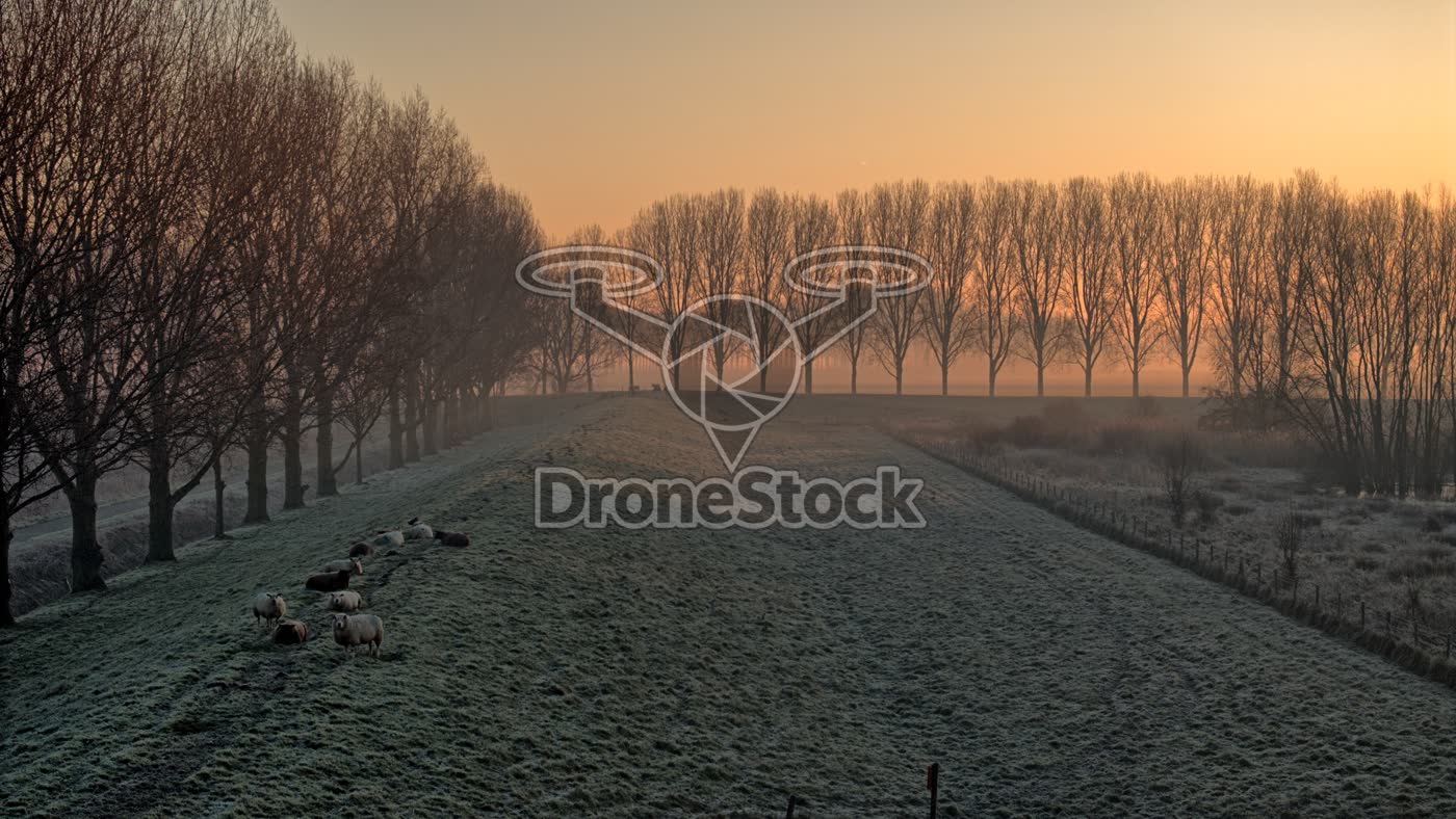 Schapen op dijk bij Numansdorp