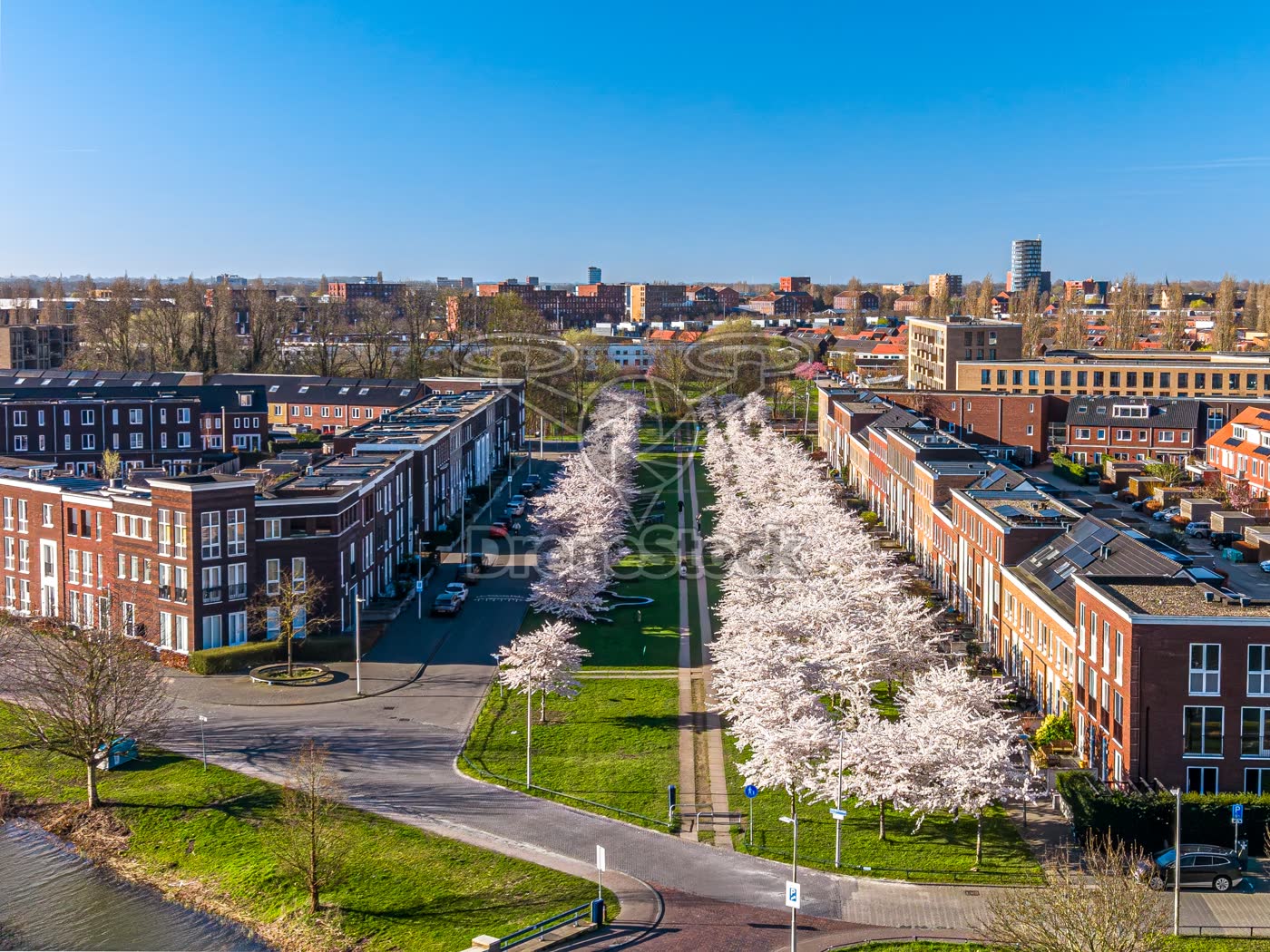 Bloesembomen in Utrechtse woonwijk