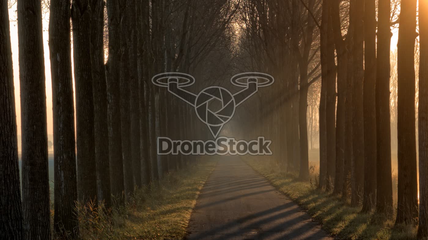 Bomenlaan bij Numansdorp