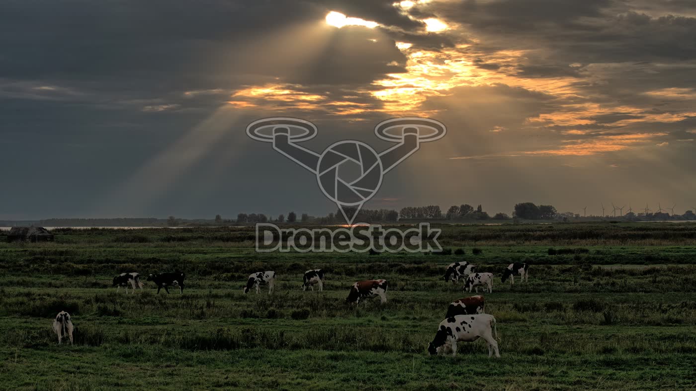 Koeien in polder bij Zuid-Beijerland