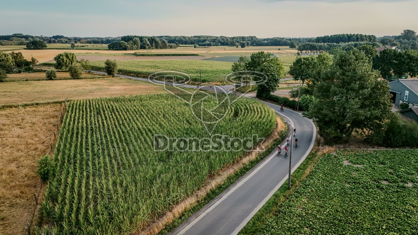 Fietsers langs maisveld Oppuurs