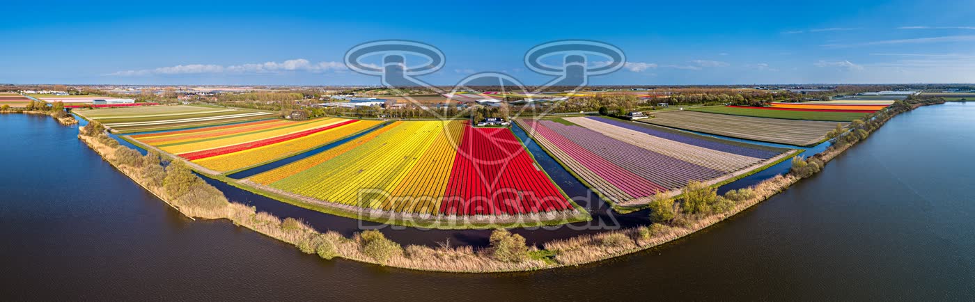 Tulpenvelden bij Noordwijkerhout panorama