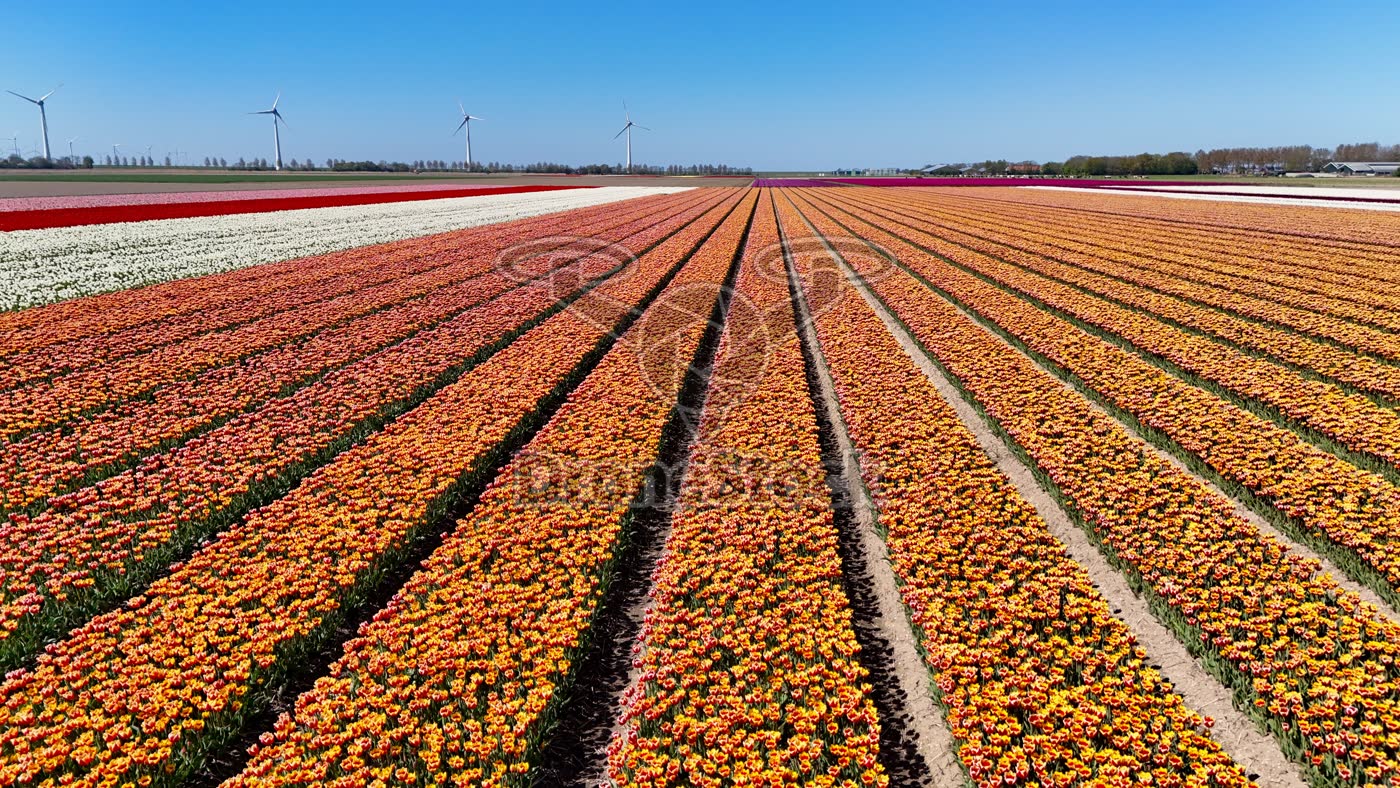 Tulpenveld bij Nagele, Flevoland