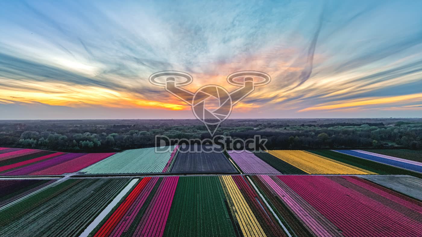 Bollenvelden Vogelenzang bij zonsondergang