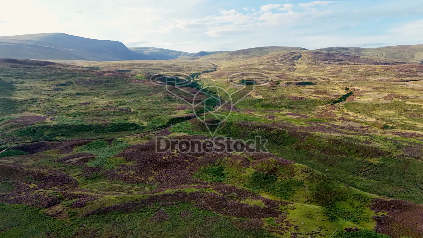 Heide bij Newtonmore, Schotland