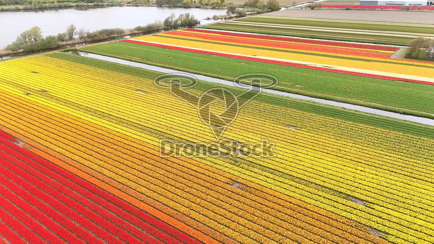 Tulpenvelden bij Noordwijkerhout