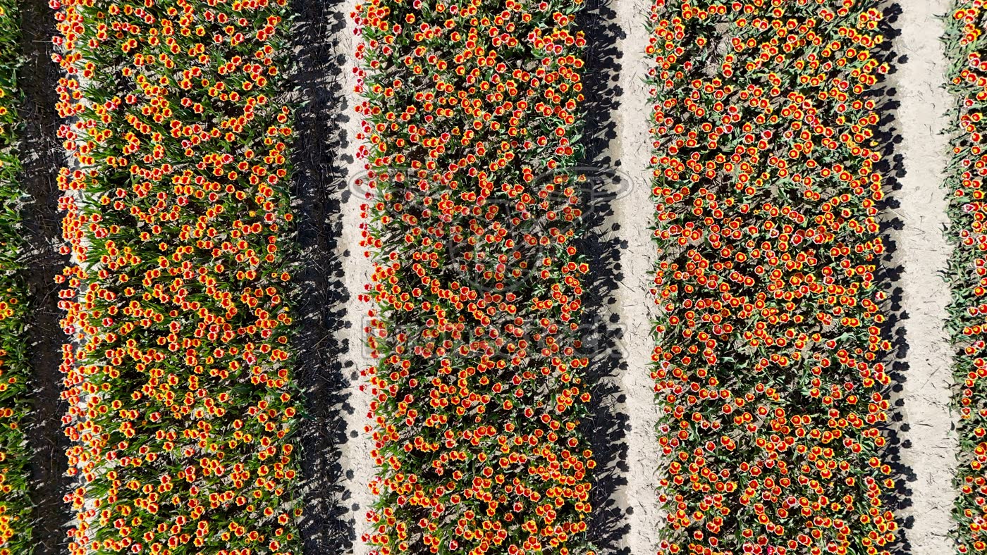 Tulpenvelden bij Nagele