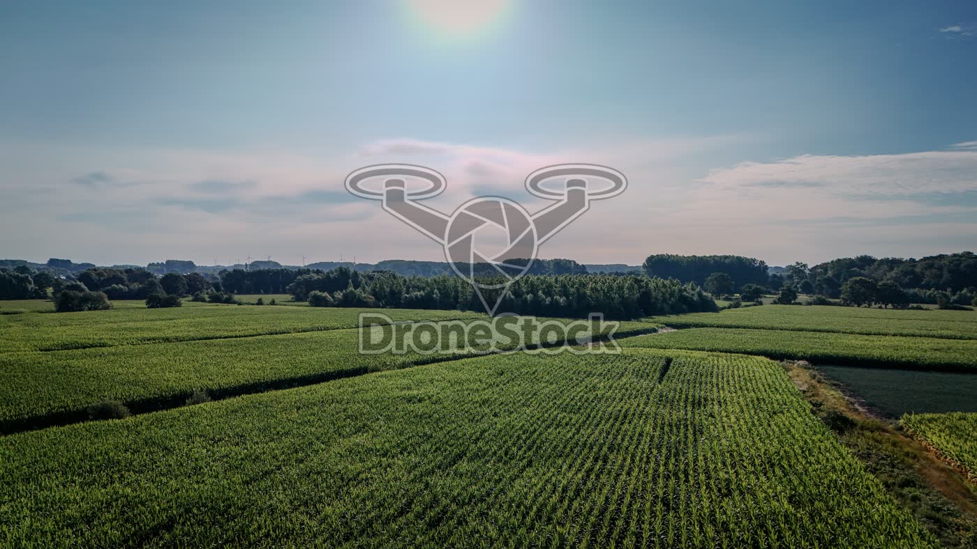 Maisvelden bij Oppuurs
