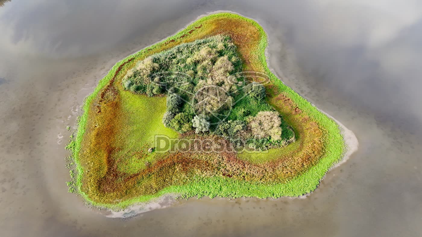 Begroeid eiland bij Almere