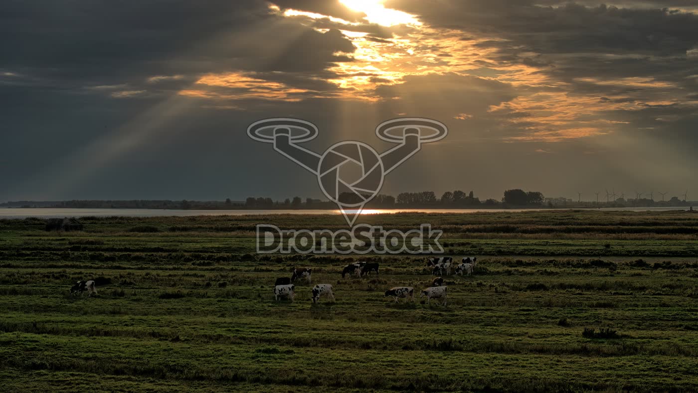 Koeien in polder bij Zuid-Beijerland 2