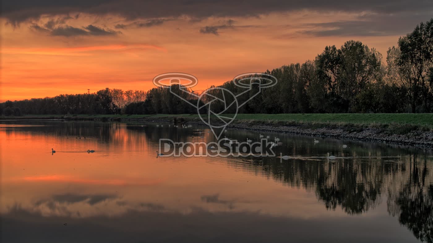 Zwanen bij Numansdorp