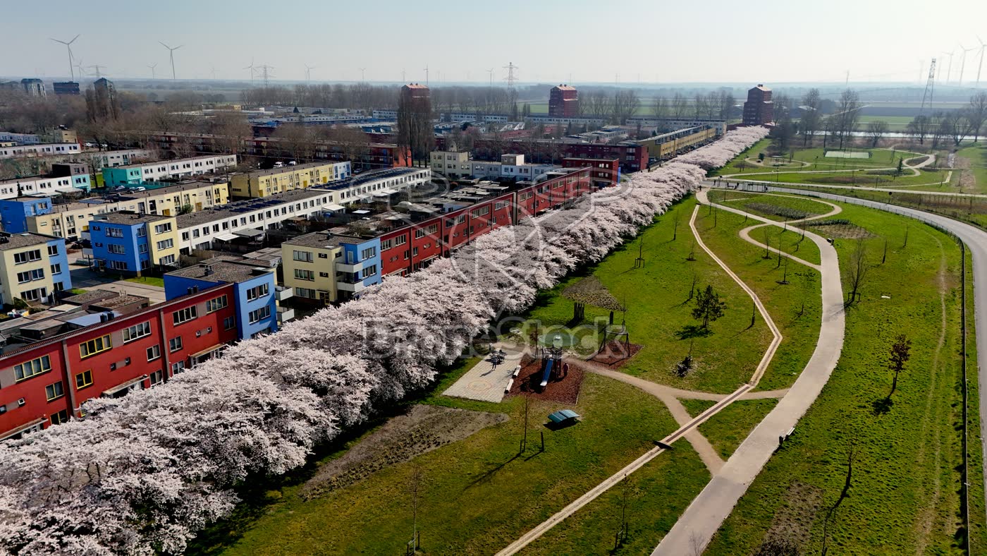 Almere Regenboogbuurt met bloesem
