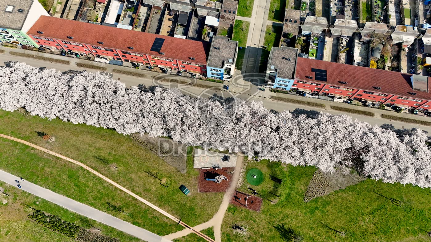 Almere Regenboogbuurt met bloesem van bovenaf