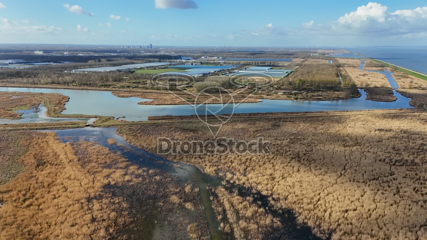 Rietmoeras bij Almere