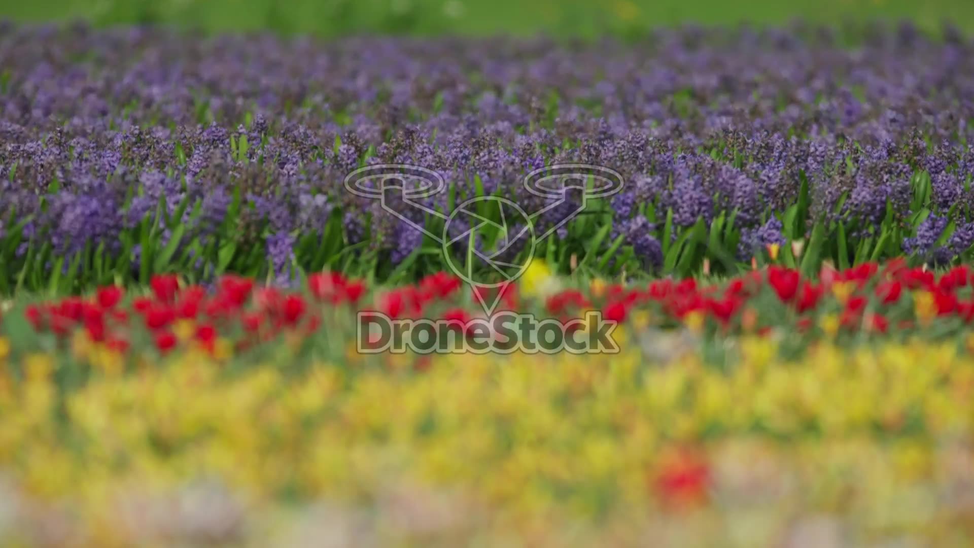 Bloeiende tulpen op bollenvelden Lisse