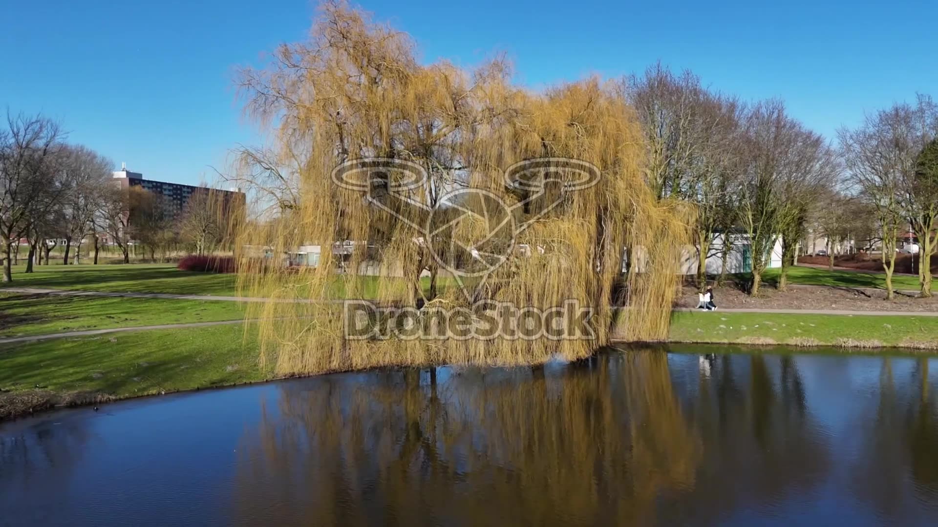Treurwilg bij een kleine vijver