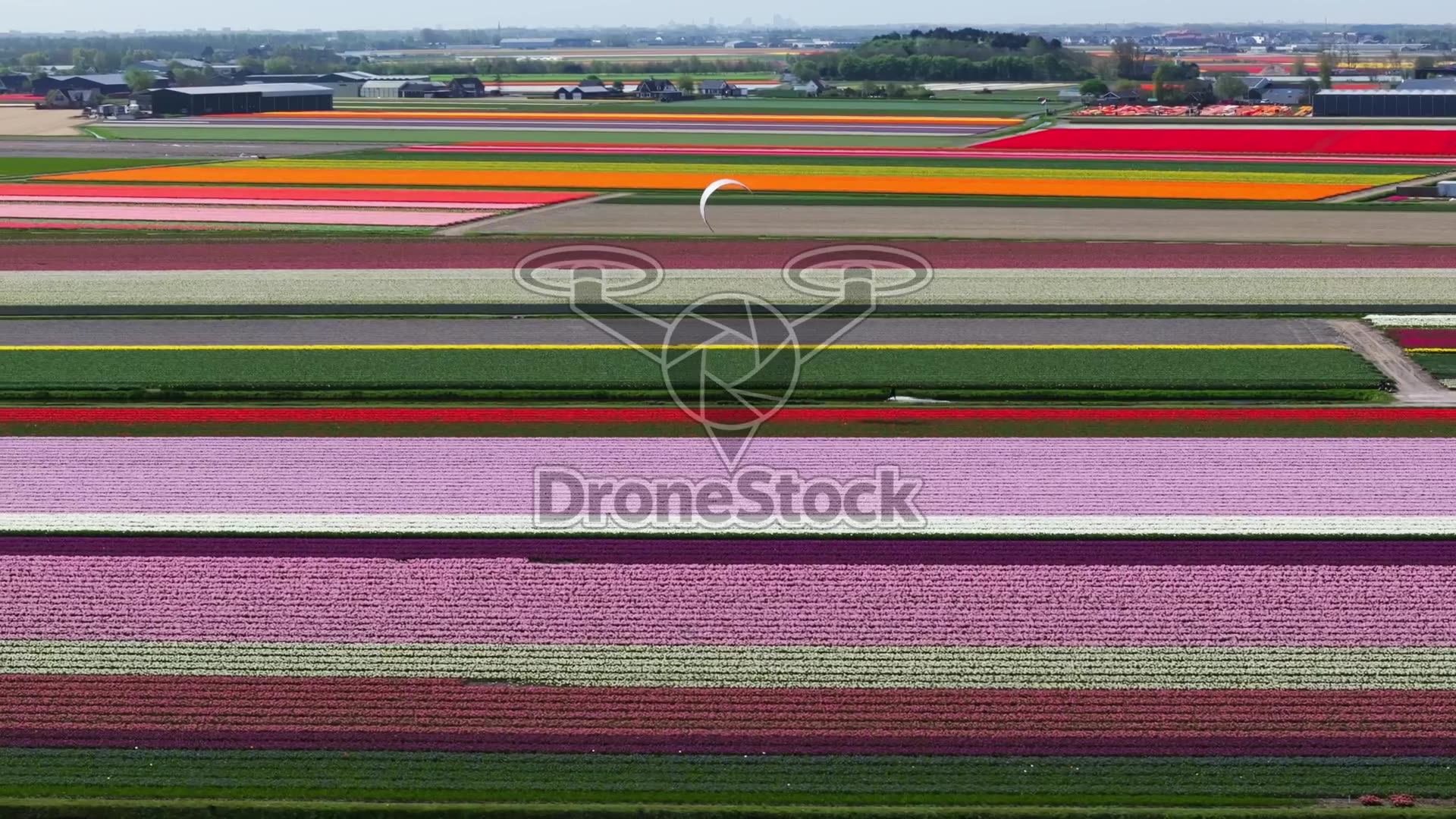 Tulpenvelden bij De Zilk, nabij Lisse met Kitesurfer 2