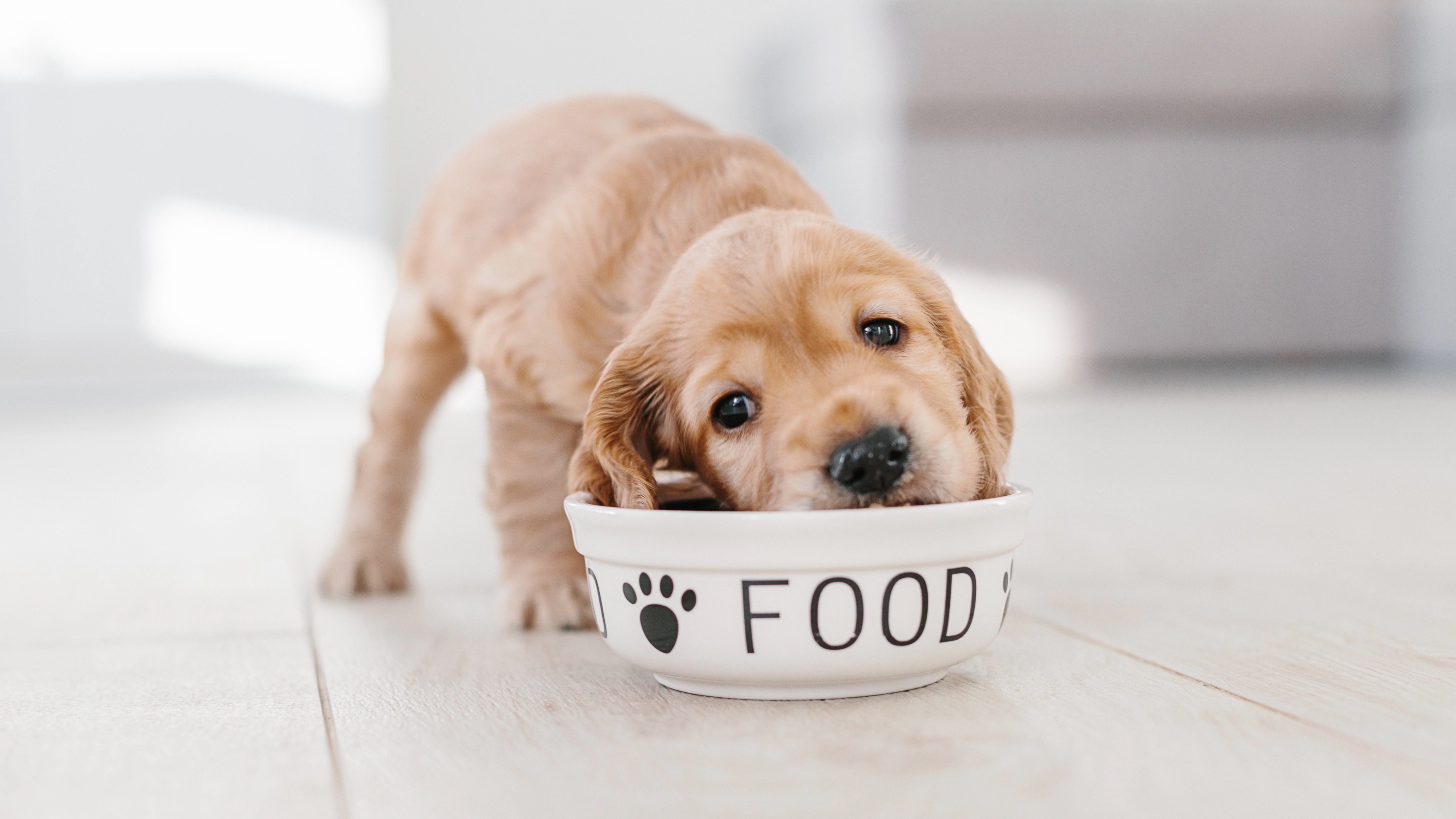 Blue Buffalo против Purina Pro Plan: что лучше?