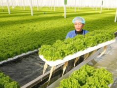 Сельскохозяйственные роботы в Китае — это не просто современные тракторы