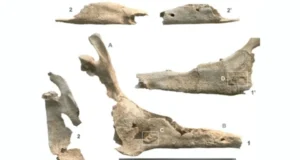 В Западной Европе найдено захоронение 2,700-летней мула с частично кремированной женщиной