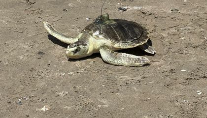 Исчезающий вид: морская черепаха Кемпа по имени Блинчик триумфально вернулась в океан после месяцев реабилитации