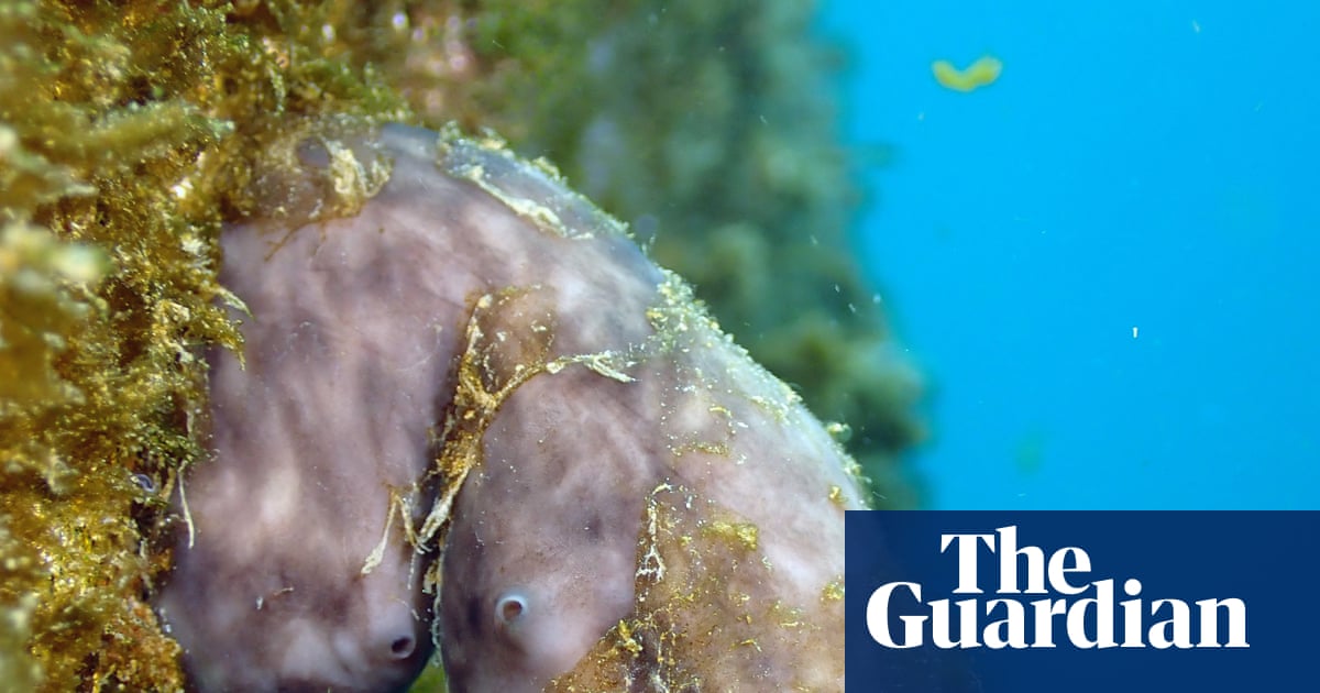 Может ли эта скромная морская губка очистить порты мира?