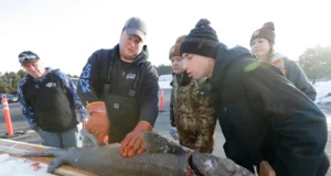 На открытие сезона ловли осетров наблюдается толстый лед и чистая вода