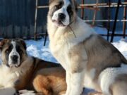 Алабай — надежный защитник и друг человека