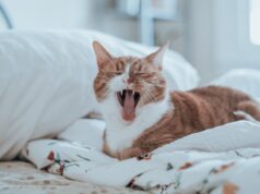 Признаки беременности у кошки: 5 основных симптомов