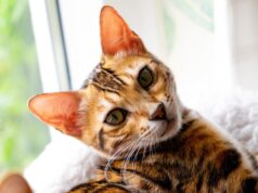 Сколько лет живет бенгальская кошка
