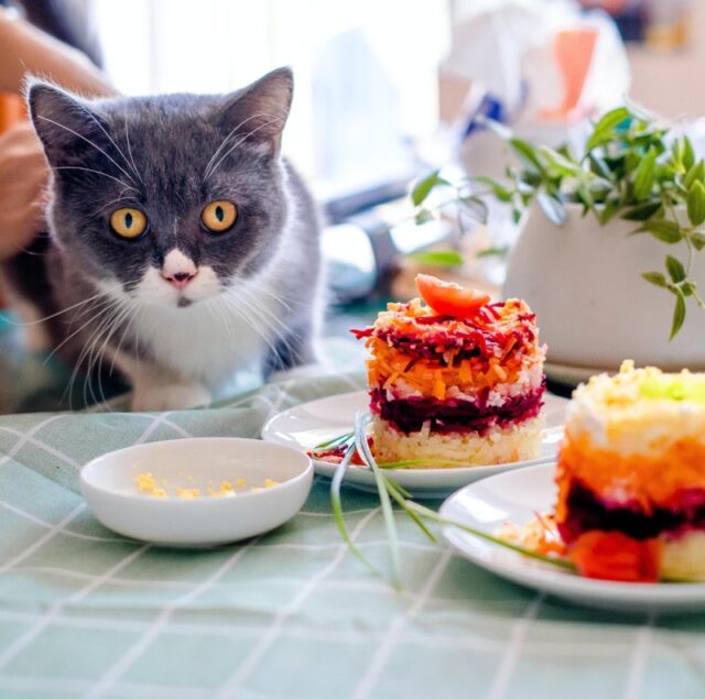 cat-eat-food