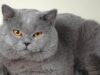 Британские кошки: характеристики и уход за короткошерстными представителями породы