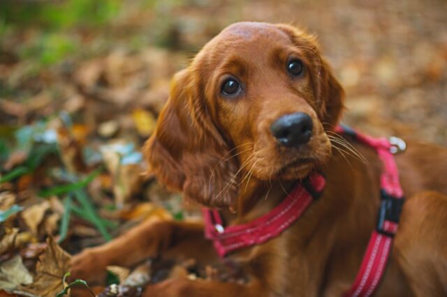 irish-setter