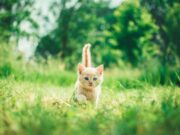 Можно ли стричь когти котенку?
