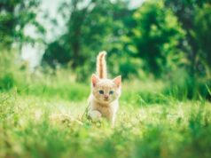 Можно ли стричь когти котенку?