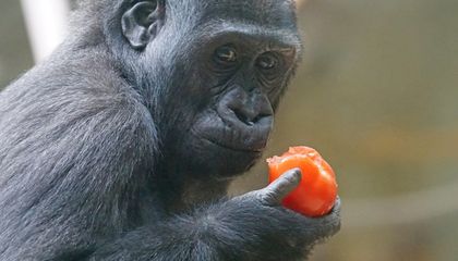 Мясо было не единственной пищей, которая заставила ранних людей развить большие мозги. Сахар также мог способствовать увеличению органа.