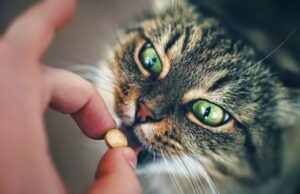 Таблетки від глистів для котів: огляд популярних препаратів