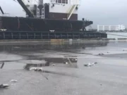 Водитель грузовика сбил и убил 48 птиц на пристани во Флориде