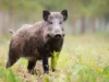 В Техасе наблюдается наплыв диких кабанов в жилые районы