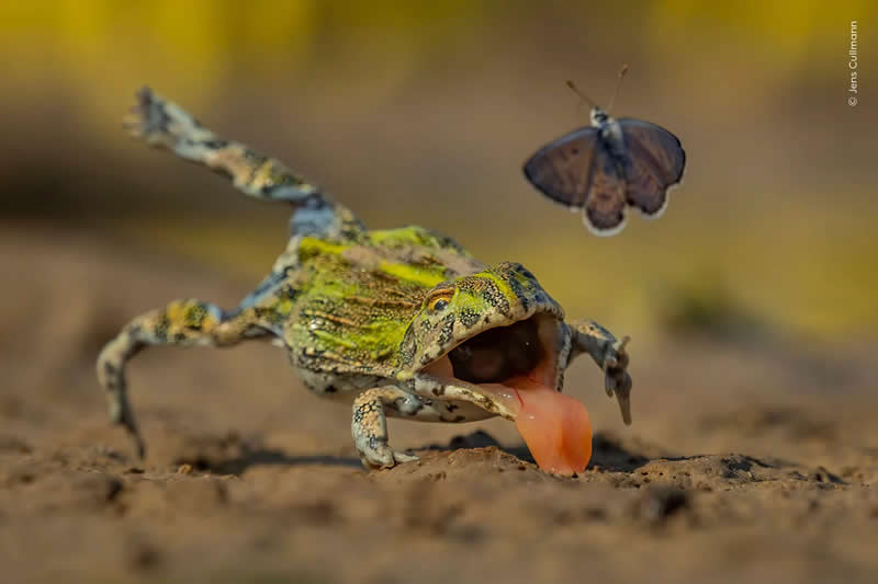 Дикие сердца: 16 финалистов конкурса Wildlife Photographer of the Year 2026