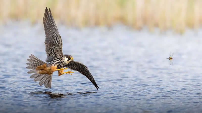 17‑летний фотограф Максим Бреус стал победителем конкурса Norfolk Wildlife Trust