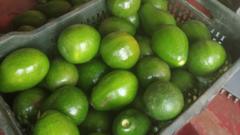 От «собачьего фрукта» до востребованного продукта: бум авокадо в Индии