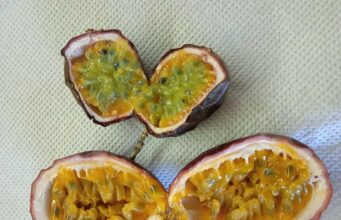 Yuri Siomin: Growing Exotic Fruits in Rivne Region