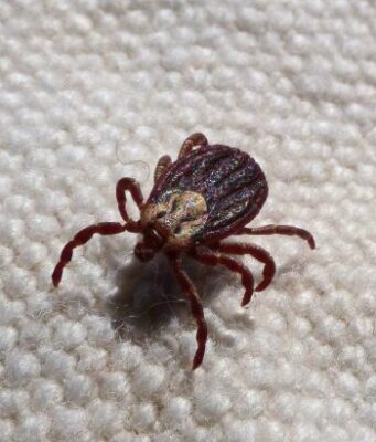 Take care of yourself: Protection against Tick Bites in Unsettled Spring Weather