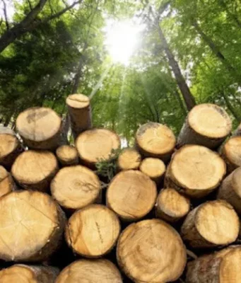 Wood theft scheme: organized crime group exposed in Vinnytsia region