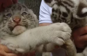 Two White Tiger Cubs Born at Feldman Ecopark
