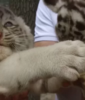 Two White Tiger Cubs Born at Feldman Ecopark