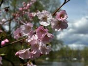 Kyiv’s Promenade Area in a New Color: Ukraine’s Largest Cherry Blossom Alley