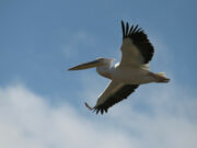 Return of endangered birds: pelicans restore their population in Odessa region